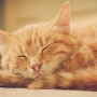 3 Ways to Naturally Reduce Hairballs