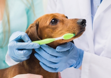 How to Brush Your Dog’s Teeth